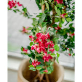 De Kunstplant Bougainvillea Liana Fuchsia 115 cm met bloemen en groene bladeren staat prachtig bij een raam, waar het zachte licht de mediterrane sfeer binnenshuis versterkt.