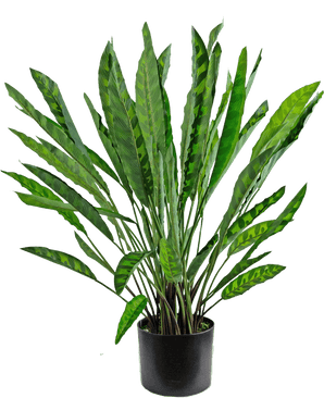 De Kunstplant Calathea 60 cm is een hoge kunstplant met veel lange, smalle groene bladeren met lichte en donkere patronen, gerangschikt in een eenvoudige zwarte pot tegen een witte achtergrond.