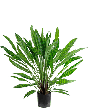 Kunstplant Calathea 85 cm - een weelderige groene kamerplant in pot met lange, slanke rechtopstaande bladeren in een zwarte pot, geïsoleerd op wit.