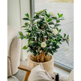 De Kunstplant Camellia japonica 100 cm, met donkergroene bladeren en witte bloemen, staat bij een groot raam naast een stoel met kussens en beige kussens.