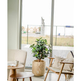 De Kunstplant Camellia japonica 100 cm met groene en witte bladeren staat tussen een beige fauteuil en een houten stoel met kussens, naast een ronde bijzettafel, voor grote glazen deuren die uitkijken op een buitenruimte.