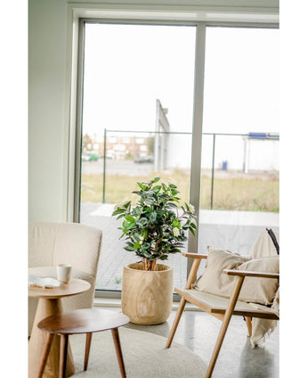 De Kunstplant Camellia japonica 100 cm met groene en witte bladeren staat tussen een beige fauteuil en een houten stoel met kussens, naast een ronde bijzettafel, voor grote glazen deuren die uitkijken op een buitenruimte.