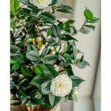 De Kunstplant Camellia japonica 100 cm heeft glanzend groene bladeren en twee witte kunstbloemen, die voor een elegant vleugje Japanse roos zorgen als je hem binnen bij het raam zet.