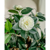 Een close-up van de Kunstplant Camellia japonica 100 cm toont de gelaagde witte bloemblaadjes en donkergroene bladeren, met een andere witte bloem zacht vervaagd op de achtergrond.