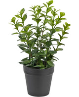 De Kunstplant Chlorophytum 28 cm heeft meerdere rechtopstaande groene stelen met glanzende, ovaalvormige bladeren in een eenvoudige zwarte plastic pot, perfect om elke ruimte op te fleuren.