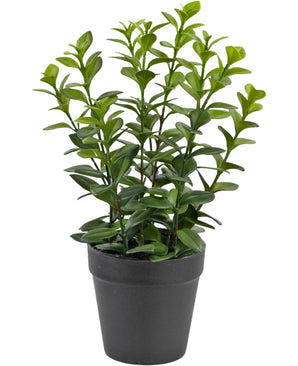 De Kunstplant Chlorophytum 28 cm heeft meerdere rechtopstaande groene stelen met glanzende, ovaalvormige bladeren in een eenvoudige zwarte plastic pot, perfect om elke ruimte op te fleuren.