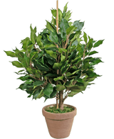 De Kunstplant Ficus 60 cm in pot heeft brede groene bladeren en een centrale steun, in een bruine kleipot met kunstmos voor een natuurlijke, weelderige uitstraling.