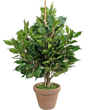 De Kunstplant Ficus 60 cm in pot heeft brede groene bladeren en een centrale steun, in een bruine kleipot met kunstmos voor een natuurlijke, weelderige uitstraling.