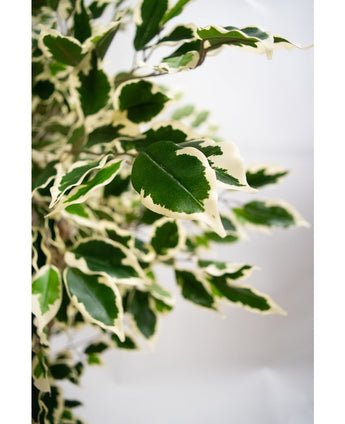 Close-up van de Kunstplant Ficus Exotica 165 cm toont levendige, gezonde bonte groene bladeren met crèmewitte randen en spitse punten tegen een zachte, neutrale achtergrond.