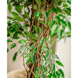 Close-up van de Kunstplant Ficus Liana 180 cm, met dunne bruine stammen en veel glanzend groene bladeren, binnen geplaatst bij een lichte muur - deze levensechte kunstboom brengt charme in elke ruimte.