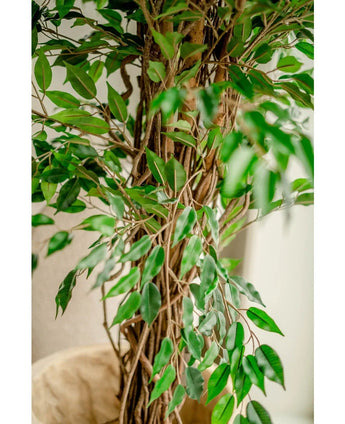 Close-up van de Kunstplant Ficus Liana 180 cm, met dunne bruine stammen en veel glanzend groene bladeren, binnen geplaatst bij een lichte muur - deze levensechte kunstboom brengt charme in elke ruimte.