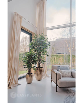 De Kunstplant Ficus Tropisch Liana 150 cm staat bij ramen van vloer tot plafond met beige gordijnen in een lichte moderne woonkamer, ideaal voor stijlvolle kantoor decoratie. Een lichte fauteuil staat vlakbij, met bomen en heggen zichtbaar buiten.