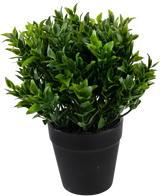 De Kunstplant Groen 20 cm in pot is een weelderig groene kunstplant met kleine puntige blaadjes in een eenvoudige zwarte pot, perfect om levendig groen toe te voegen aan je ruimte.