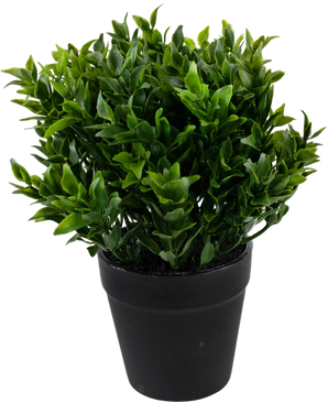 De Kunstplant Groen 20 cm in pot is een weelderig groene kunstplant met kleine puntige blaadjes in een eenvoudige zwarte pot, perfect om levendig groen toe te voegen aan je ruimte.