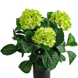 De Kunstplant Hortensia UV 43 cm groen heeft drie grote trossen lichtgroene hortensiabloemen met donkergroene bladeren in een pot, tegen een witte achtergrond.