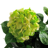 Een close-up van de Kunstplant Hortensia UV 43 cm groen, met gelaagde lichtgroene bloemblaadjes en donkergroene bladeren, tegen een witte achtergrond.