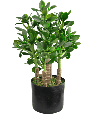 De Kunstplant Jade 45 cm heeft dikke, ovale groene bladeren en stevige stelen in een zwarte pot met mos die de aarde bedekt.