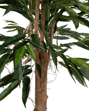 Een close-up van de Kunstplant Longfolia 180 cm toont de boomstam met lange, smalle groene bladeren en dunne, kronkelende lianen tegen een witte achtergrond.