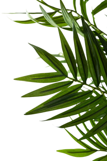 Close-up van overlappende groene bladeren met puntige uiteinden van de Kunstplant Parlour 180 cm, tegen een witte achtergrond.