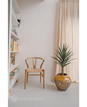 Een Kunstplant Yucca 100 cm UV met stekelige groene bladeren staat naast een houten stoel in een lichte, minimalistische kamer met lichte gordijnen bij het raam en boekenplanken aan de linkerkant.