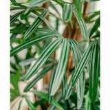 Close-up van de Lady Kunstpalm 150 cm, met de lange, smalle, glanzende bladeren met licht- en donkergroene strepen tegen een zacht vage achtergrond.