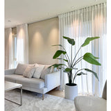 Een moderne woonkamer met een lichtgrijze bank, witte kussens, de Kunstplant Strelitzia Real Touch kant en klaar in pot beige 180 cm, transparante witte gordijnen, een beige vloerkleed en zacht natuurlijk licht dat door de ramen naar binnen valt.