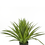 De Kunst Vetplant 40 cm is een kunstgroene, stekelige kamerplant in een zwarte pot, tegen een effen witte achtergrond.