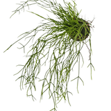 De Kunst hangplant Gras op bal 48 cm heeft lange, dunne, groene grasachtige stengels in een kleine kluit aarde, tegen een witte achtergrond.