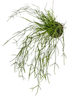 De Kunst hangplant Gras op bal 48 cm heeft lange, dunne, groene grasachtige stengels in een kleine kluit aarde, tegen een witte achtergrond.