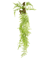 De Kunst hangplant Varen Mix Deluxe 100 cm heeft levensechte groene varenbladeren en blootliggende wortels met grondklonters, die elegant tegen een effen witte achtergrond hangen.