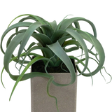 De Kunst Vetplant in pot 24 cm heeft groene, gekrulde, lintachtige bladeren die uit een vierkante, lichtgrijze pot komen, tegen een witte achtergrond.