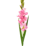 Een enkele Kunstbloem Gladiolen 93 cm felroze met meerdere felroze bloesems en knoppen, gepaard met lange groene bladeren, op een witte achtergrond.