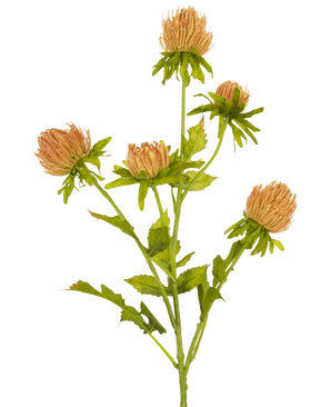 Een enkele Kunstbloem Distel 66 cm perziksteel met vijf ronde, lichtbruine distelachtige bloemen en groene bladeren, afgebeeld op een effen witte achtergrond.