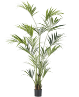 De Kunstplant Kentia Palm 210 cm is een hoge kunstpalm met lange, slanke groene bladeren op meerdere stelen, in een zwarte bak tegen een witte achtergrond.