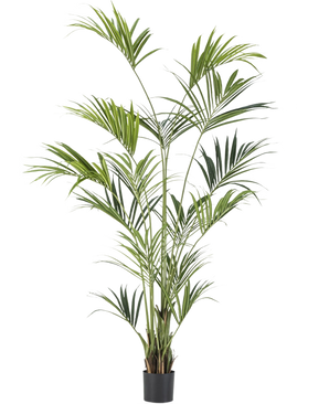 De Kunstplant Kentia Palm 210 cm is een hoge kunstpalm met lange, slanke groene bladeren op meerdere stelen, in een zwarte bak tegen een witte achtergrond.