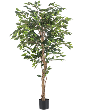 De Kunstplant Ficus 180 cm brandvertragend heeft gedraaide bruine stammen en weelderige groene bladeren, in een kleine zwarte plantenbak tegen een witte achtergrond - een elegante, onderhoudsvrije plant voor elk interieur.