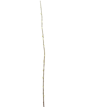 De Kunstbloem Salix wilg 150 cm is een enkele slanke tak met kleine knoppen over de lengte, tegen een effen witte achtergrond.