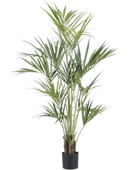 Kunstplant Kentia Palm 180 cm