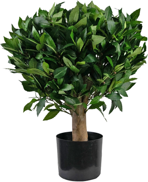 De Kunstplant Laurier UV d65 cm is een kleine kunstboom met een dikke stam en dichte, glanzend groene bladeren in een zwarte plastic pot tegen een effen witte achtergrond.