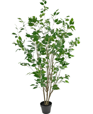 De Kunstplant Ficus 150 cm is een kunstboom in pot met meerdere slanke bruine stammen en weelderige groene bladeren tegen een effen witte achtergrond.