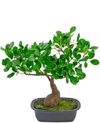 Kunstplant Bonsai Ficus 30 cm