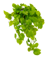 De Kunst Pothos struik Deluxe 90 cm UV heeft levendige groene, hartvormige bladeren die naar beneden vallen, tegen een effen witte achtergrond.