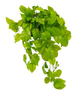 De Kunst Pothos struik Deluxe 90 cm UV heeft levendige groene, hartvormige bladeren die naar beneden vallen, tegen een effen witte achtergrond.
