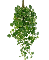 De Kunst Hangplant Pumila 50 cm UV heeft groene bladeren met witte randen, tegen een effen witte achtergrond.