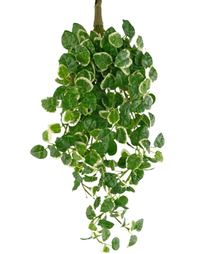 De Kunst Hangplant Pumila 50 cm UV heeft groene bladeren met witte randen, tegen een effen witte achtergrond.