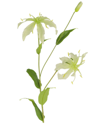 Kunstbloem Gloriosa 81 cm wit
