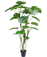 De Kunstplant Monstera 210 cm is een hoge potplant met meerdere lange stelen en grote, glanzende, gespleten groene bladeren die lijken op een echte monstera. Hier afgebeeld tegen een effen witte achtergrond.