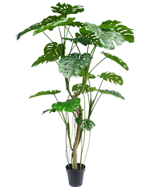 De Kunstplant Monstera 210 cm is een hoge potplant met meerdere lange stelen en grote, glanzende, gespleten groene bladeren die lijken op een echte monstera. Hier afgebeeld tegen een effen witte achtergrond.