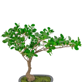 De Kunstplant Bonsai Ficus 40 cm heeft een slanke, gebogen stam met dichte groene bladeren in een ondiepe rechthoekige pot met mos erop, tegen een witte achtergrond.