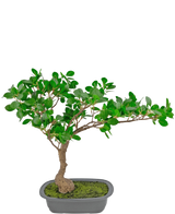 De Kunstplant Bonsai Ficus 40 cm heeft een slanke, gebogen stam met dichte groene bladeren in een ondiepe rechthoekige pot met mos erop, tegen een witte achtergrond.